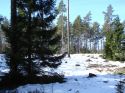 Aavikumetsa