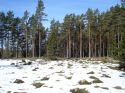 Aavikumetsa